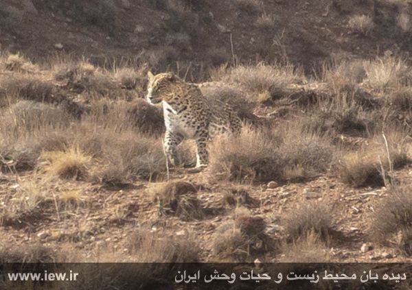 پلنگ ایرانی در پارک ملی ساریگل