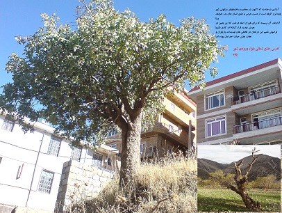 درخت بنه محاصره شده توسط خانه های شهر پاوه