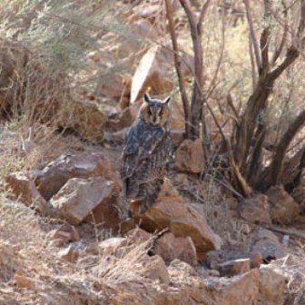 گونه نادر جغد شاخدار در سیستان و بلوچستان