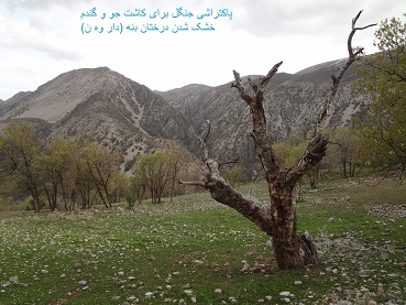 پاکتراشی جنگل و خشک شدن درختان بنه در باینگان