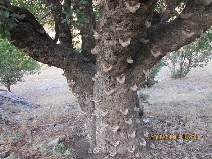 سقزچینی غیر اصولی و حریصانه