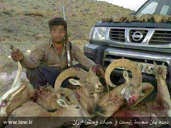 عامل کشتار پنج قوچ ومیش وحشی همچنان متواری